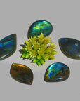 Image shows 5 Labradorite cabochons all with spectacular colour flash ranging from blue, green, blue and orange.