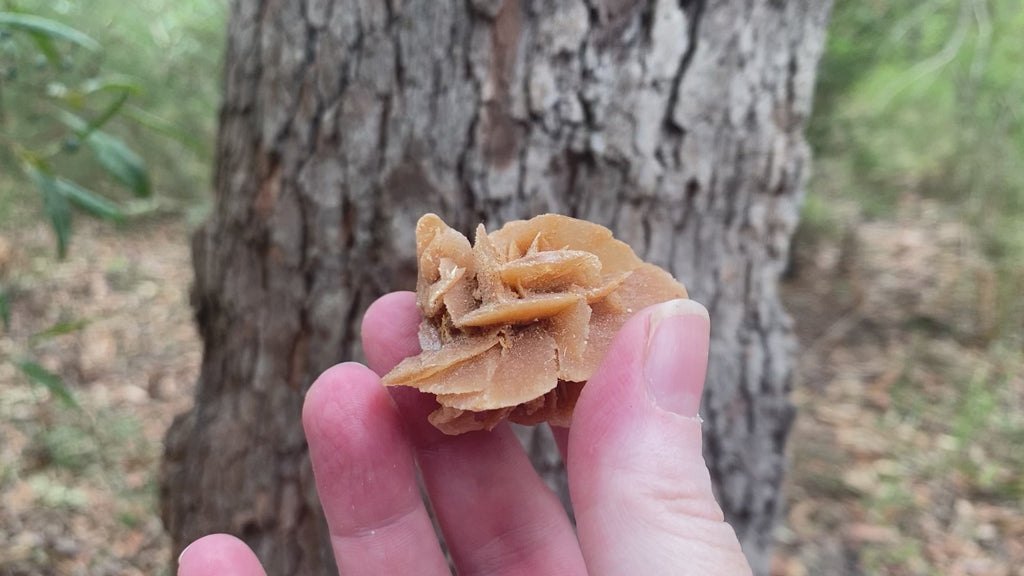 Video of a specimen piece of desert rose (barite) brownish/peach in colour with flat rose like petals. 