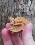 Video of a specimen piece of desert rose (barite) brownish/peach in colour with flat rose like petals. 