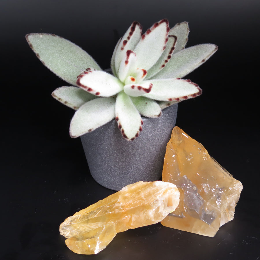 Dogtooth Calcite Honey