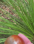 Video shows a carnelian sphere, burnt orange and banded with a lighter orange. 